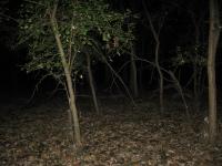 Chicago Ghost Hunters Group investigates Robinson Woods (96).JPG